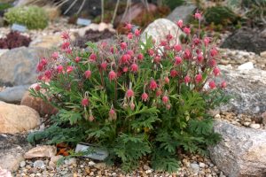 Geum Triflorum- геум пустинен, омайниче  пустинно, геум прериен пушек  (1039)